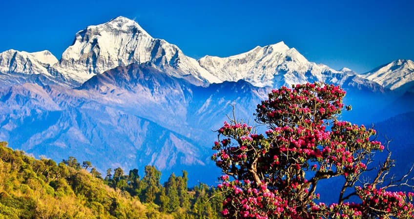 Ghorepani Poon Hill Trek trek in Nepal
