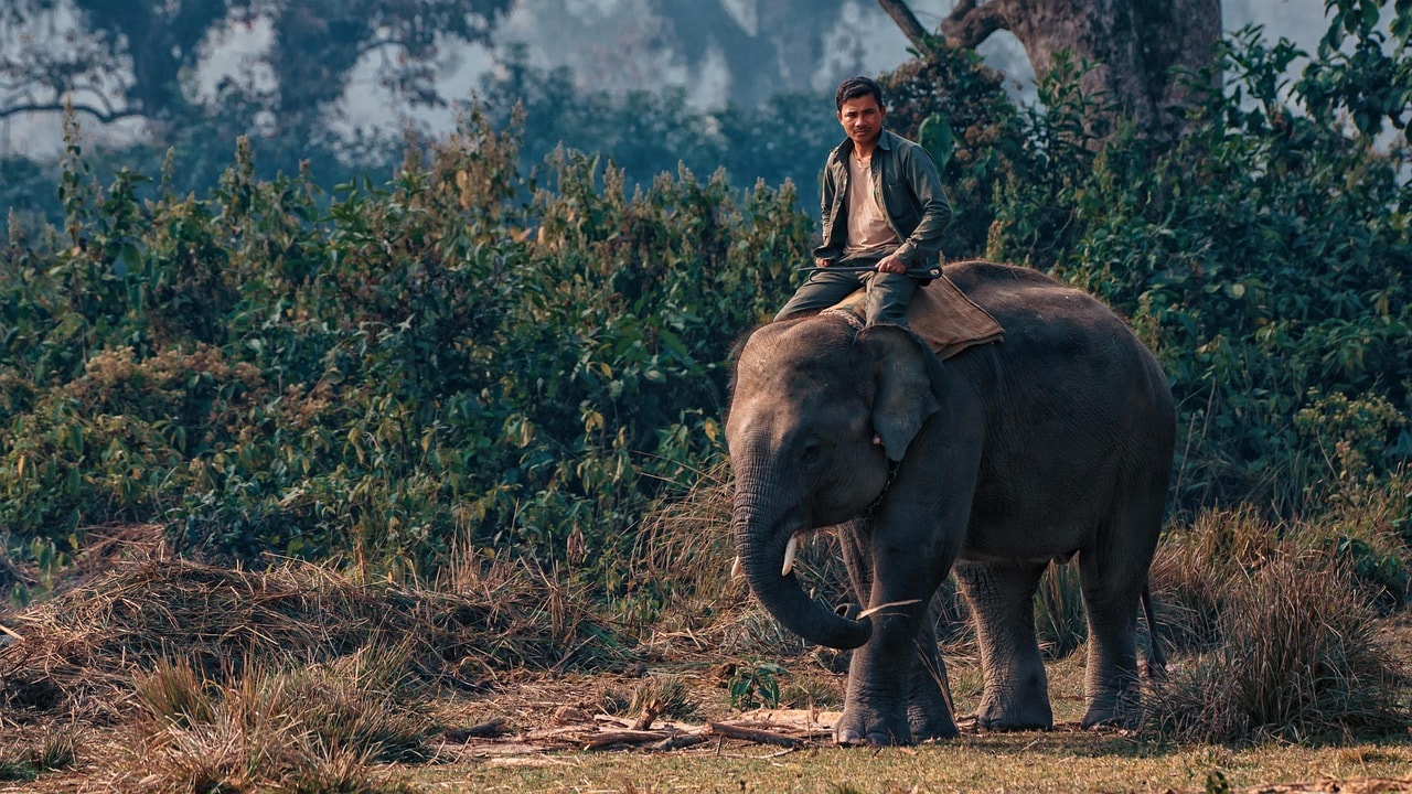 Chitwan Jungle Safari